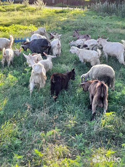 Козы и козлята продажа
