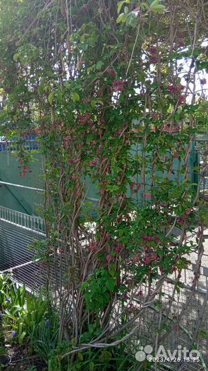 Акебия пятерная