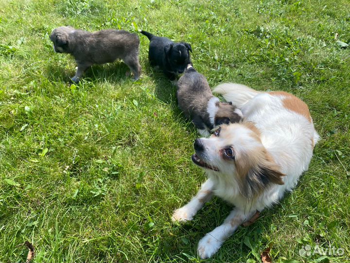 Щенки бесплатно