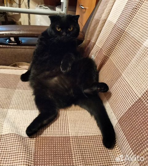 Кошачья няня (котоняня, зооняня, кэтситтер)