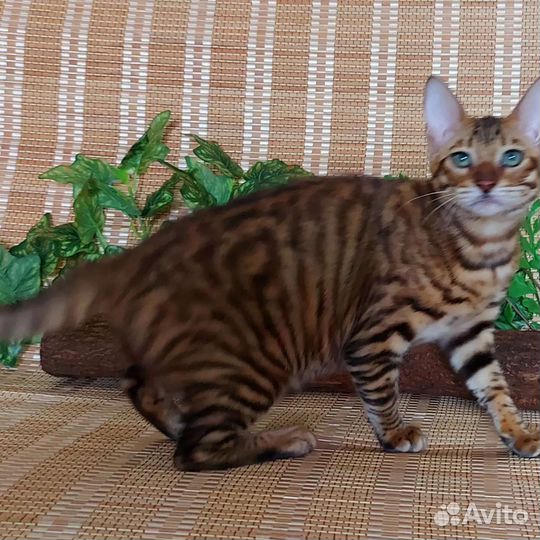Тойгер котята