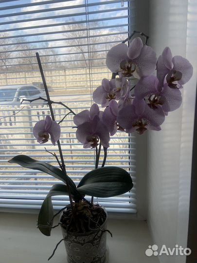 Орхидея