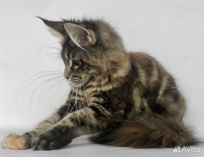 Котята мейн-кун