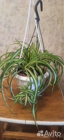 Хлорофитум