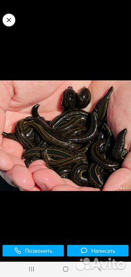 Медицинские пиявки