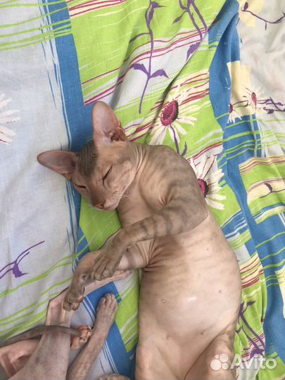 Донской сфинкс