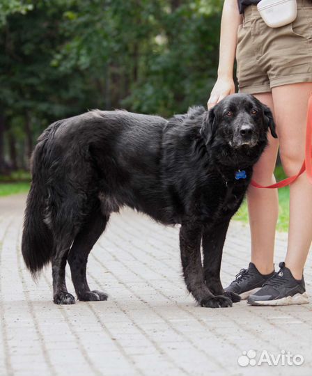 Ласковый мишка