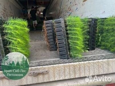 Зкс и окс Сосна Ель Лиственница сеянцы Голуб горн