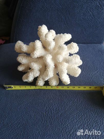 Морской каралл