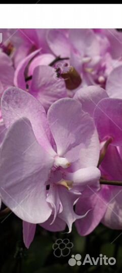 Орхидея фаленопсис биг лип