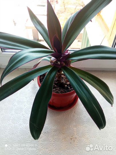 Комнатный цветок Рео