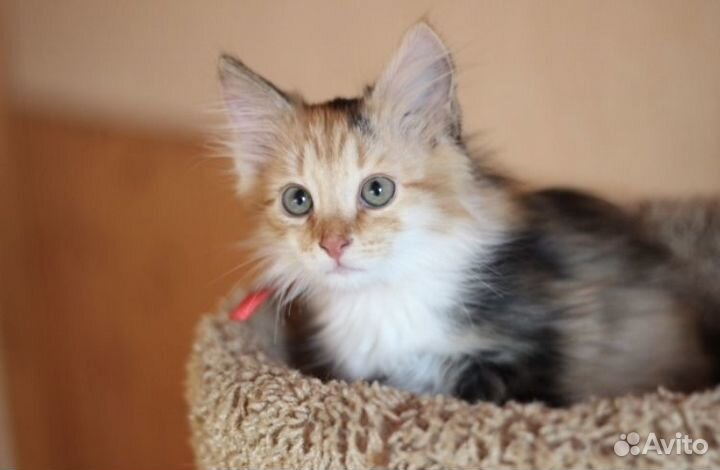 Веснушка ищет дом