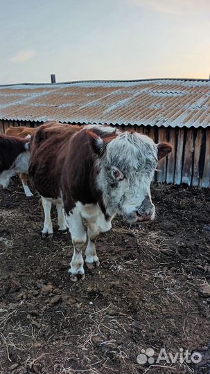 Быки на племя