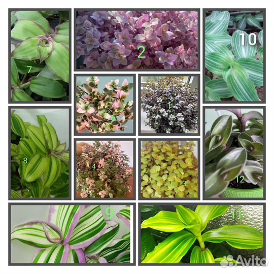 Традесканции