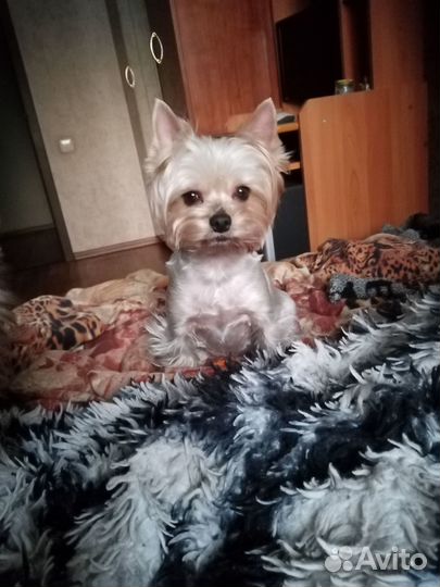 Йоркширский терьер мини