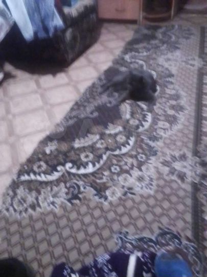 Дом 48,8 м² на участке 17,7 сот.