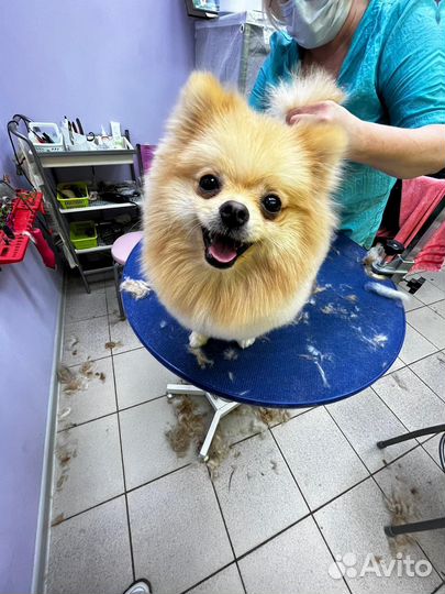 Случка шпиц