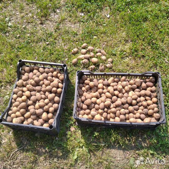 Картофель мелкий для животных