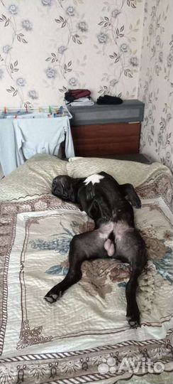 Кане корсо вязка