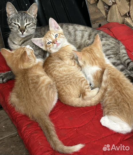 Кошки бесплатно