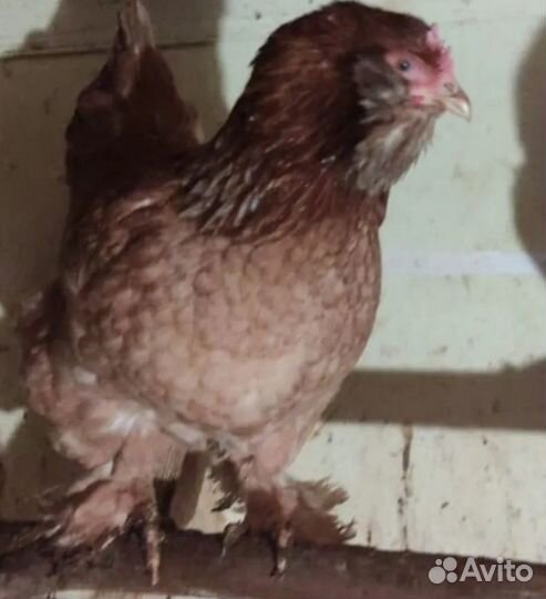 Инкубационные яйца куриные