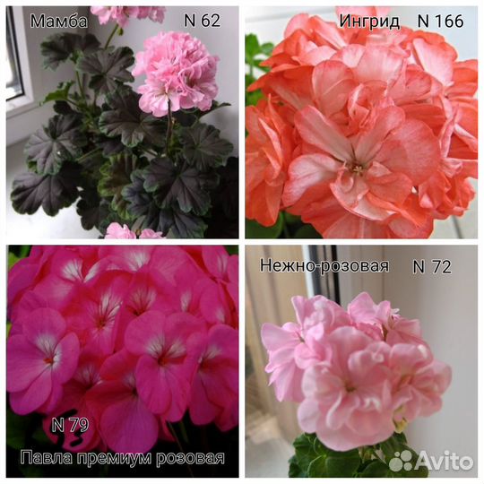 Герани пеларгонии