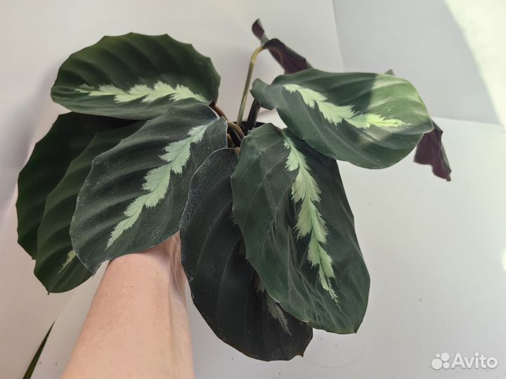 Калатея Дистинкта