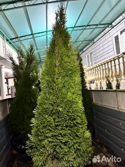 Туя смарагд