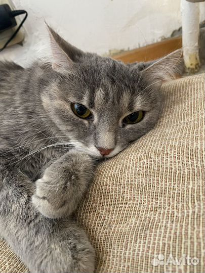 Кошечка Соня ищет дом