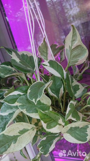 Сциндапсус росписной,Эпипремнум Энджой