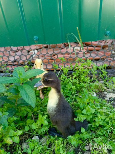 Утята индийский бегунок