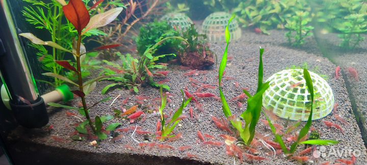 Креветки жёлтый неон креветки вишня