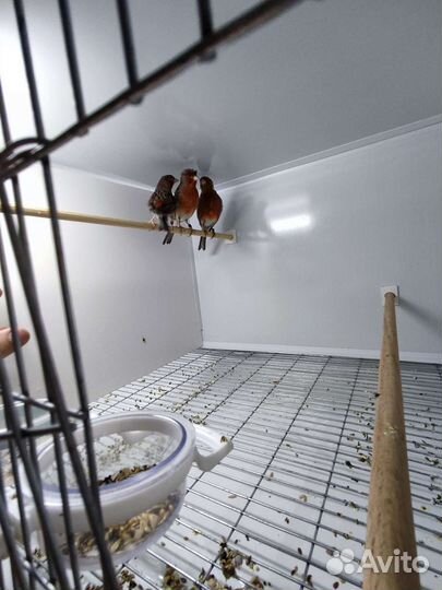 Кенара и канарейки