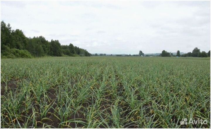 Инвестиции в сельское хозяйство