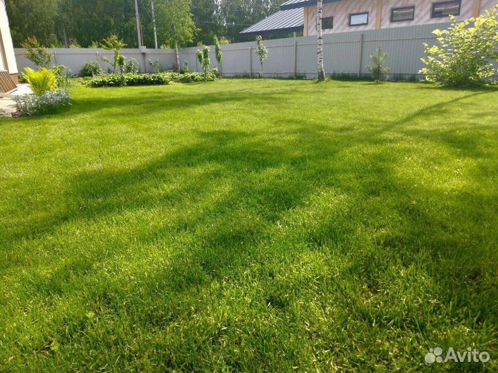 Посевной газон. Озеленение участка