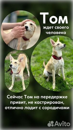 Верный друг Щенок