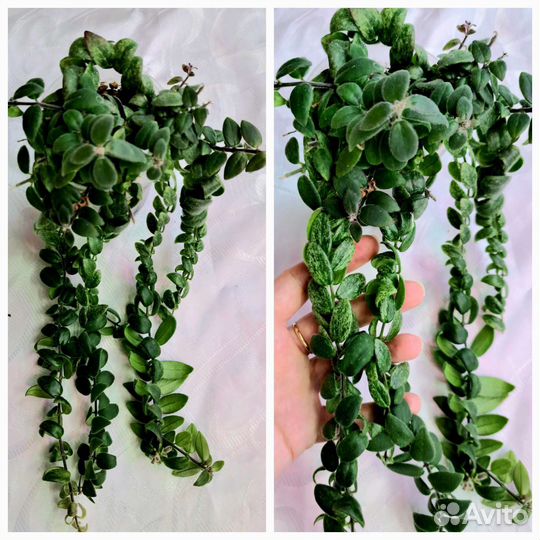 Эсхинантусы разные виды, Гипоцирта