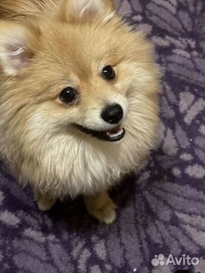 Отдам в добрые руки