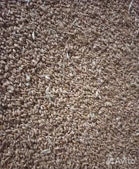 Ячмень яровой, Фуражная пшеница корма