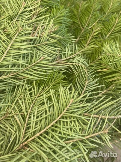 Веники. Береза. Дуб.Можжевельник. Пихта