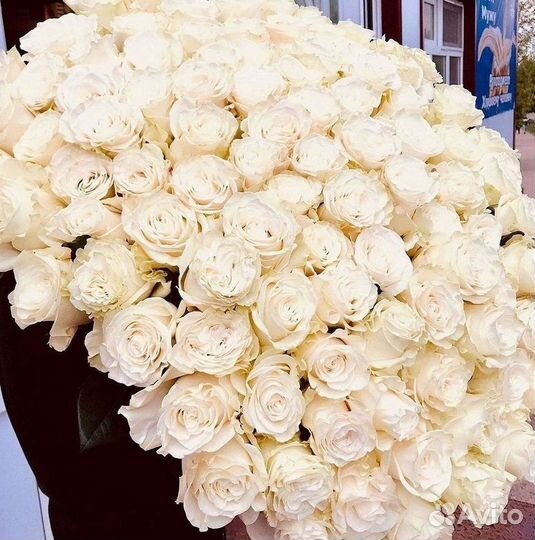 Высокие розы Гигантские розы с доставкой