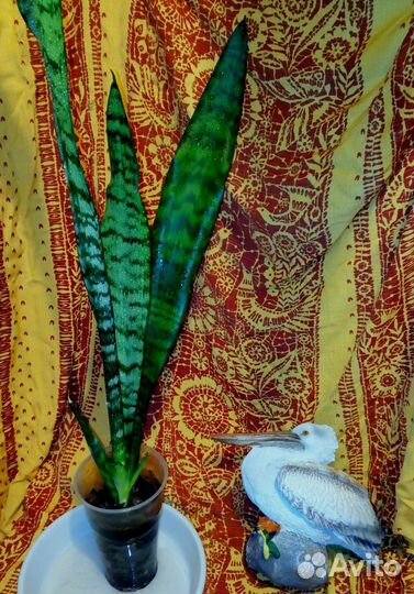 Сансевьера (щучий хвост или тещин язык)