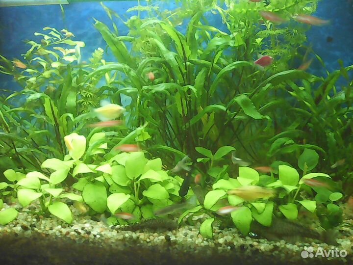 Растения для аквариума рыбки улитки