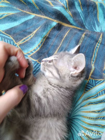 Котенок пепельного окраса