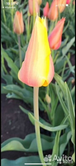 Луковицы тюльпанов