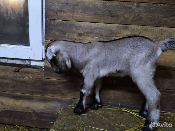 Козочки рождены 16.10.23