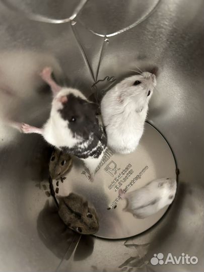 Джунгарский хомяк