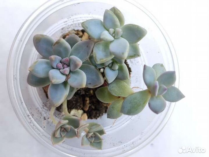 Садики суккулентов 200