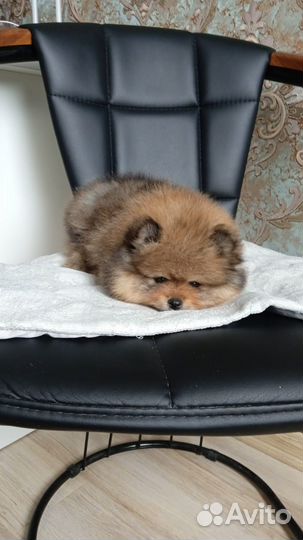 Померанский шпиц медвежьего типа