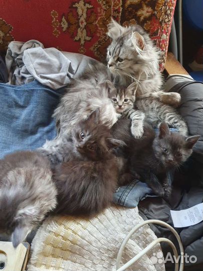 Котята в добрые руки бесплатно